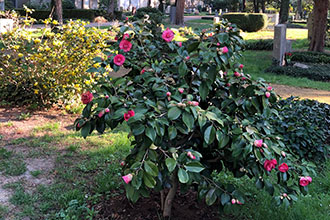Friedhof Loschwitz, Elbhang, Dresden, Kamelienblüte